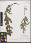 Foto von Salix appendiculata Vill. x Salix purpurea L.